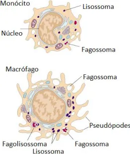 Figura 3-Diferenças estruturais entre monócitos e macrófagos (figura adaptada de (Herbein et al., 2010)) 