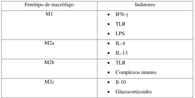 Tabela 1-Os diferentes fenótipos de macrófagos e os seus estímulos