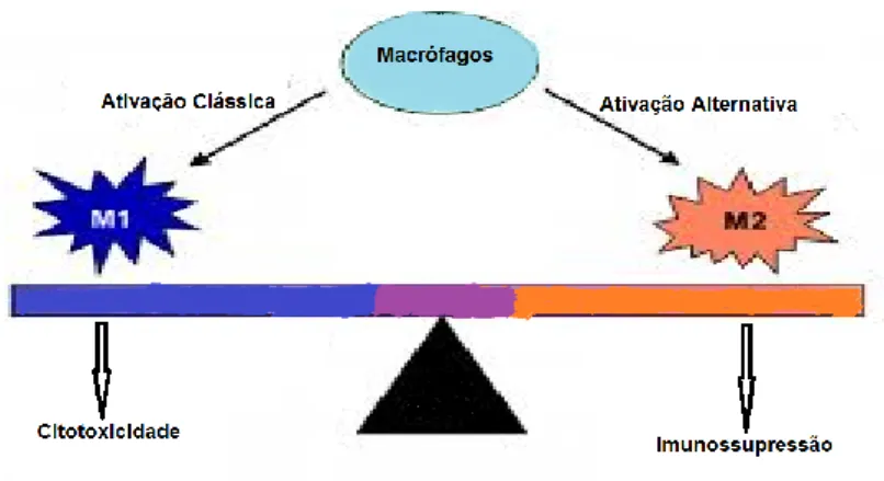 Figura 8-O equilíbrio entre macrófagos M1 e M2 (Figura adaptada de (Miron et al., 2013)) 