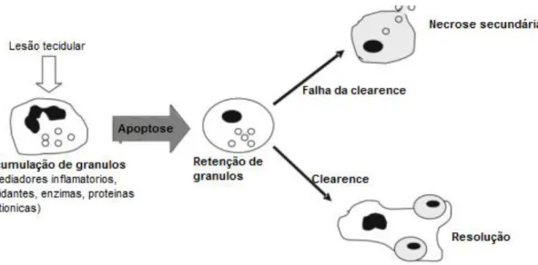 Figura 9- A Importância da remoção de neutrófilos  (figura adaptada de (Teo, 2003)) 