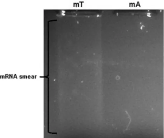 Figure 5. Electrophoretic analysis of mRNA samples isolated by Oligotex mRNA Mini Kit from total RNA purified by arginine AC and isolated by TRI reagent