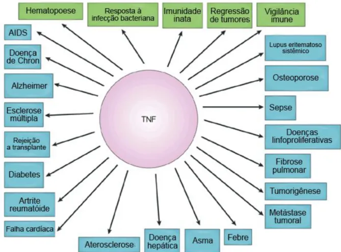 Figura  5.  Principais  funções  fisiológicas  e  patológicas  determinadas  por  TNF-α