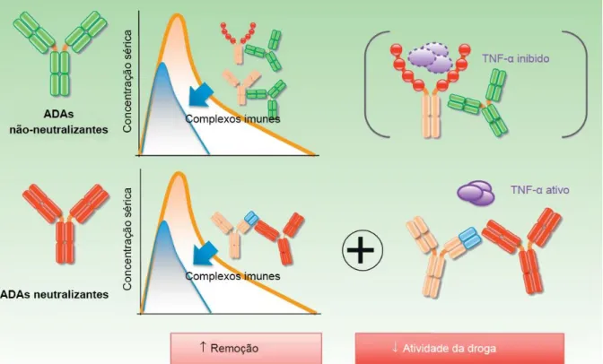 Figura 6. Possíveis efeitos da formação de ADAs sobre anticorpos monoclonais. A eliminação de  drogas pode ser acelerada pela remoção de  complexos, assim como a atividade da droga pode ser  reduzida devido à sua inativação por ADAs