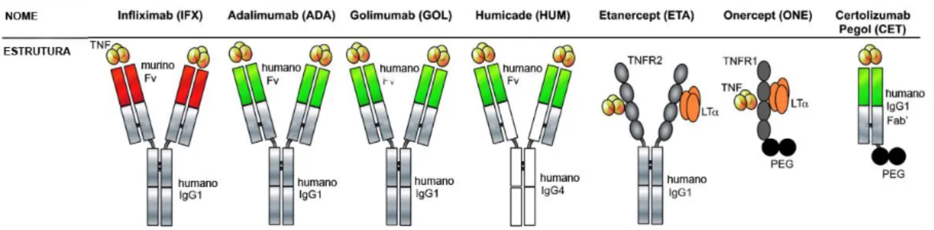 Figura  7.  Terapias  anti-TNF-α  atuais  (incluindo  biosimilares).  Atualmente  utilizados  ou  em  desenvolvimento,  Infliximab,  Adalimumab,  Golimumab,  Humicade,  Etanercept,  Onercept  e  Certolizumab  Pegol  são  os  principais  fármacos  utilizado