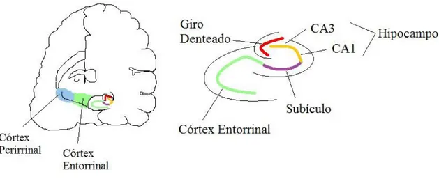 Figura 1: Esquema representativo das regiões do cérebro responsáveis pela formação e armazenamento de alguns  tipos de memória (fonte própria) 