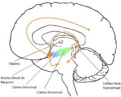 Figura 2: Via colinérgica que irriga as regiões responsáveis pela memória no lobo temporal medial (fonte própria)