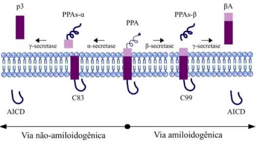 Figura 3: Vias catalíticas da PPA. A atuação da alfa-secretase e da gama-secretase liberam peptídeos que não  são  nocivos  ao  cérebro