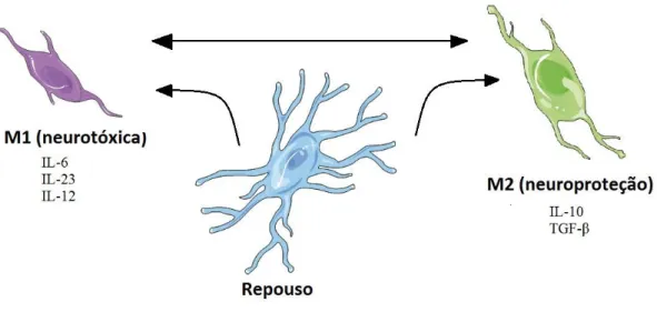 Figura  6:Esquema  representativo  da  ativação  da  micróglia,  podendo  alterar  seu  estado  para  M1  ou  M2