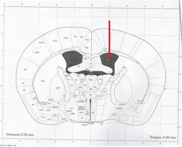 Figura 8: Representação do local de inserção da cânula guia para a injeção da beta-amiloide no ventrículo direito  (fonte Atlas de Franklin &amp; Paxinos 1997)