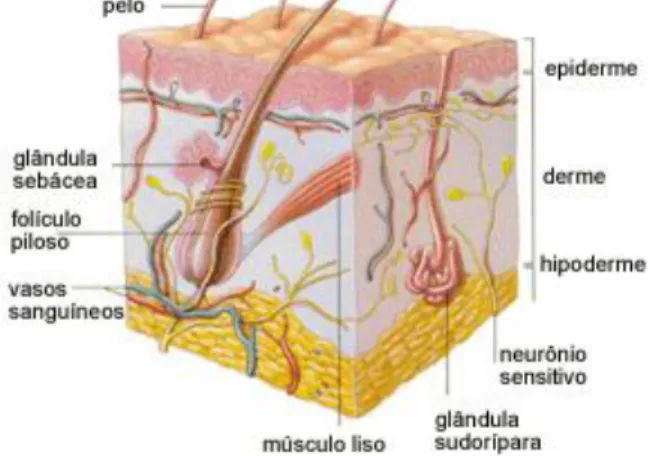 Figura  2.  Estrutura  geral  da  pele  e  anexos.  Podem-se  visualizar  as  três  camadas  da  pele: 
