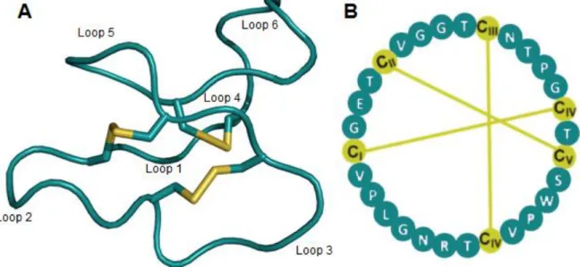 Figura  5.  Estrutura  molecular  do  ciclotídeo  kalata  B1.  A)  A  estrutura  tridimensional  está  demonstrada  em  cartoon,  construído  com  Pymol,  mostrando  as  ligações  dissulfeto  em  amarelo  (molécula manipulada a partir do banco de dados PDB