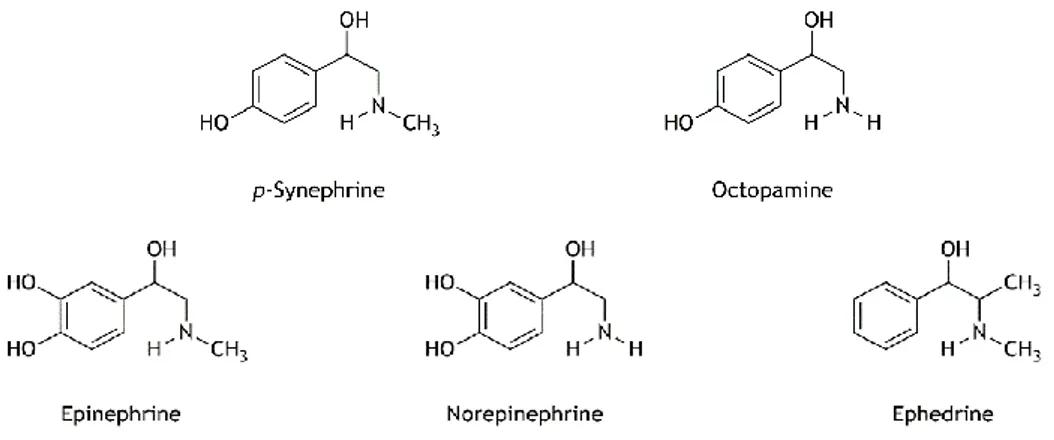 Figure I.6. Chemical structures of p-synephrine and octopamine present in Citrus aurantium and related  compounds (Bakhiya et al