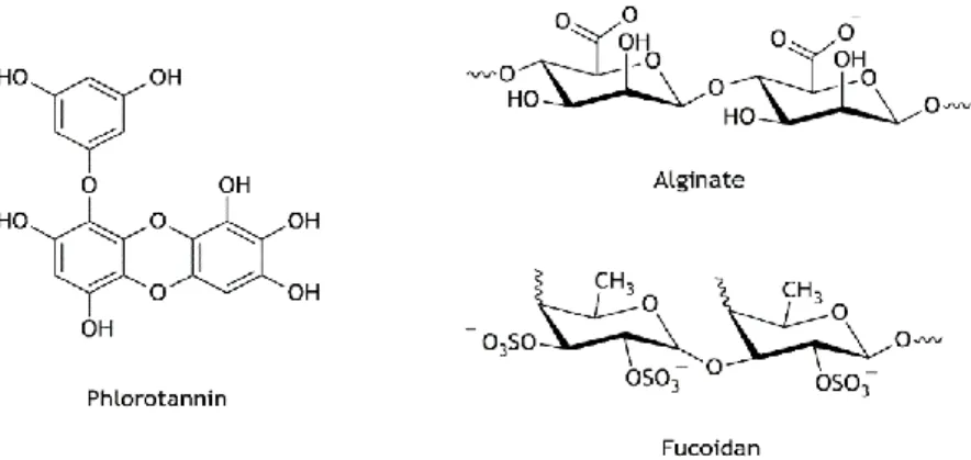 Figure  I.7.  Chemical  structures  of  alginate,  fucoidan  and  phlorotannin  present  in  Fucus  vesiculosus  (Hussain et al