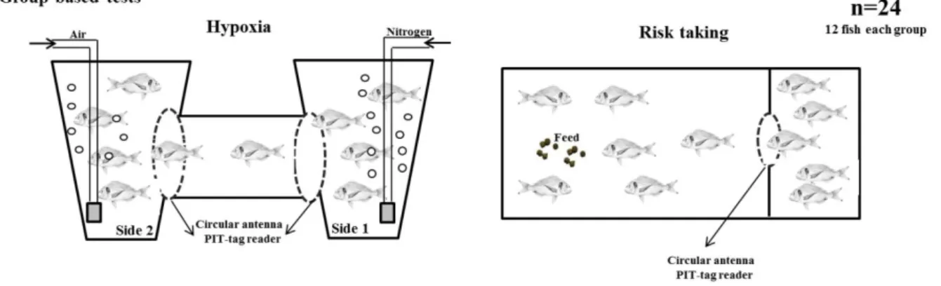 Figure 2.2 Schematic representation of the group-based tests used to determine coping styles in  Gilthead seabream Sparus aurata