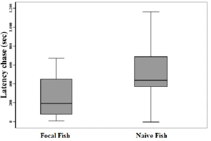 Figure  3.1.  Box  plot  of  latency  to  chase  for  focal  and  naïve  individuals  (n  =  24)