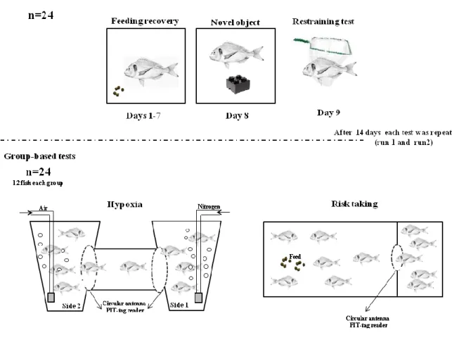 Figure 4.1. Schematic representation of the experimental set-up used to determine personality in Gilthead  seabream Sparus aurata