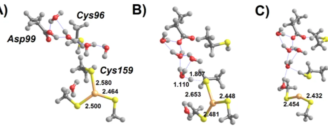 Figure 7 H 3 O + -assisted removal of Hg(SCH 3 ) 2 from the MerB active site (extended conforma- conforma-tion) (A) Asp99-protonated Int3 ′ surrounded by water molecules; (B) proton transfer from Asp99 to Cys159 (transition state); (C) regenerated active s