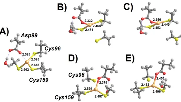 Figure 4 Addition of deprotonated thiol to MerB-bound Hg 2+ . (A) Thiolate-based Int1; (B) breaking the Cys159-Hg bond (transition state); (C) thiolate-based Int2 (C96-bound); (D) breaking the Cys96-Hg bond (transition state); (E) thiolate-based Int2 (C159