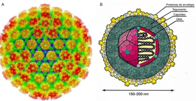 Figura  1.  Características  morfológicas  do  Human  alphaherpesvirus  1  (HHV-1).  A)  Reconstrução  tridimensional do capsídeo icosaédrico do HHV-1