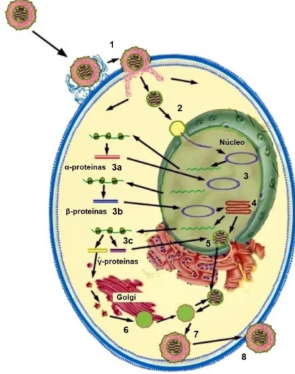 Figura 2. Ciclo lítico do HHV-1. 1) Adsorção e penetração viral na célula hospedeira; 2) Transporte do  nucleocapsídeo ao núcleo celular; 3) Expressão dos genes virais: fase imediatamente inicial (a), fase  inicial (b), fase tardia (c); 4) Replicação do DN