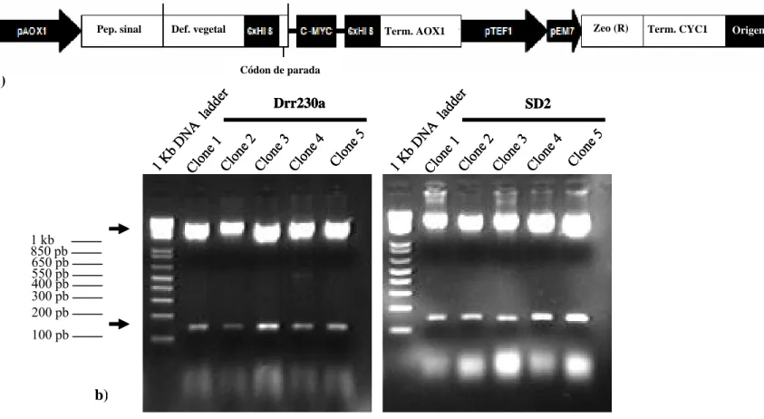 Figura 7.   a) Representação esquemática do plasmídeo resultante da sub-clonagem dos genes das defensinas vegetais Drr230a (genbank accession  AF525685) e SD2 (genbank accession AF178634) no plasmídeo pPICZαA ®  (Invitrogen, Co.) para expressão em levedura