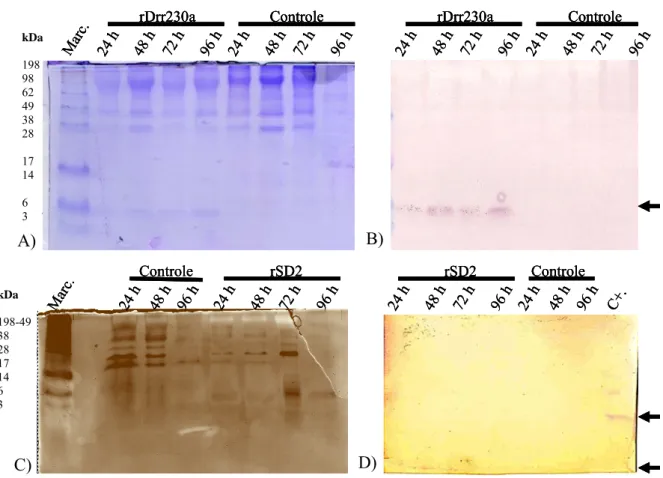 Figura 9.  Análise da expressão das defensinas vegetais recombinantes rDrr230a e rSD2  produzidas em Pichia pastoris