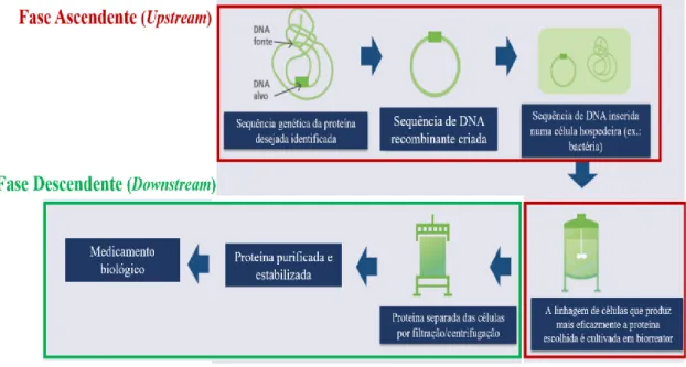 Figura 4 - Etapas da produção de um medicamento biológico (Adaptado de Internacional  Alliance of Patient's Organizations, 2013)