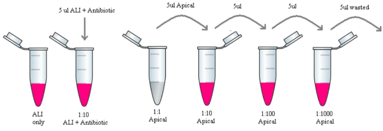Fig. 4. Representation of the different apical dilutions