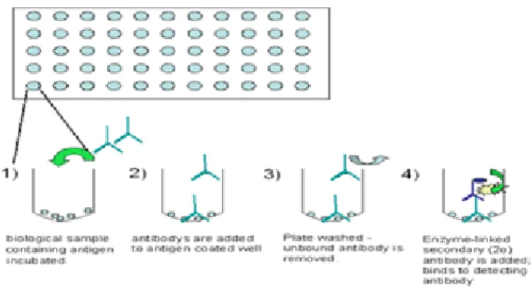 Fig. 5.  Direct ELISA, the wells were coated overnight with the antigen solution.  