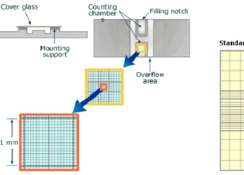 Fig. 7. Neubauer counting chamber 
