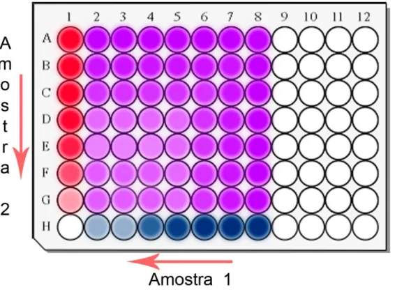 Figura  7.  Microplaca  de  96  poços  pela  metodologia de checkerboard. Os  poços  nos  tons  de  azul,  representam  a  diluição  seriada  da  amostra  1  no  eixo  das  abcissas  (da  direita  para  esquerda)