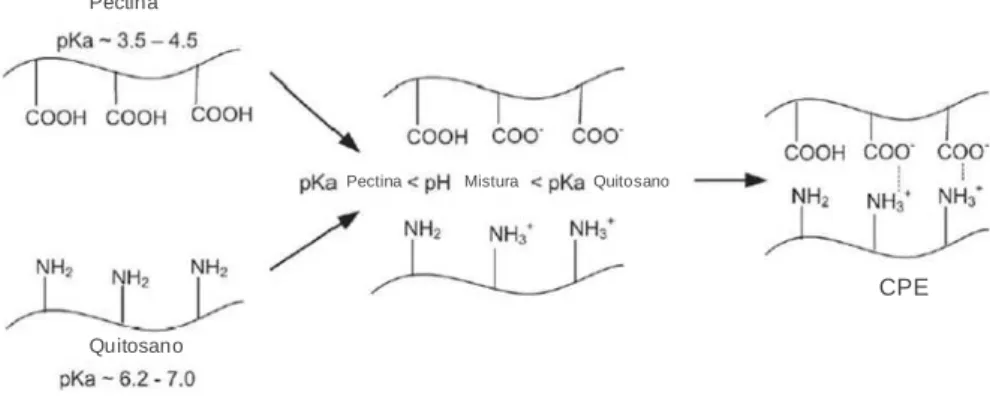 Figura 8. Complexo polielectrolitico de pectina e quitosano (adaptado de Fonseca, 2011)