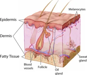Figura  1.  Representação  anatómica  da  pele,  respectivas  camadas  e  estruturas  associadas,  onde  é  relevante a epiderme e a derme