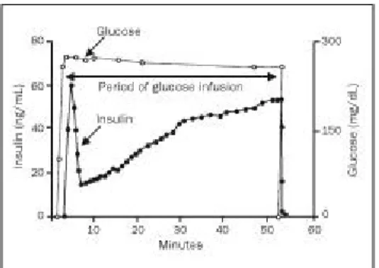 Figura 3: Padrão de libertação bifásico da insulina em  resposta à estimulação com insulina