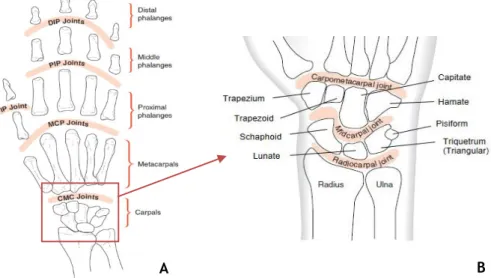 Figure 2.1- Joints and bones of the fingers and wrist. Denomination and location of bones and joints of  the fingers in A (anterior view) and of the left wrist in B (anterior view) [6]