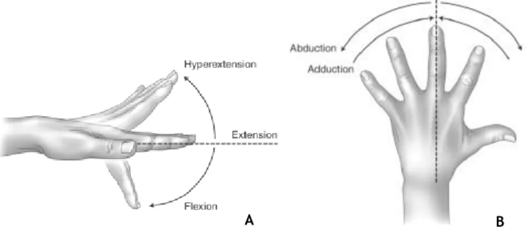 Figure 2.5 - Main movements of the MCP joint. The movement of flexion/extension in A and  abduction/adduction in B [5]