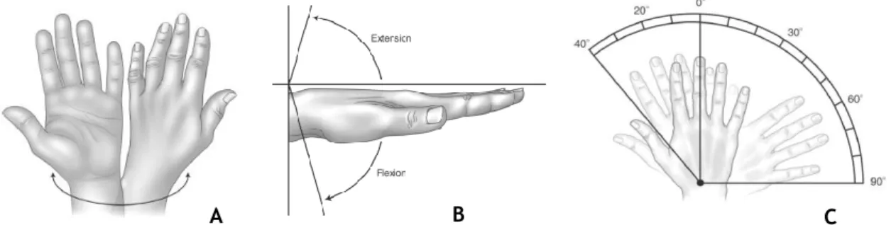 Figure 2.7 - Main movements of the Wrist. The movement of pronation/supination in A,  flexion/extension in B and radial/ulnar deviation in C [5]