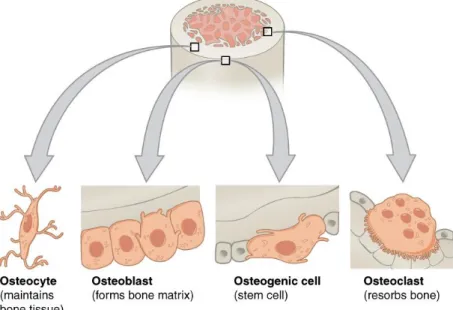 Figure 7. Representation of the types of cells found in bone (adapted from [9]). 