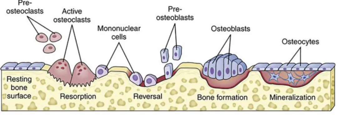 Figure  8.  Schematic  representation  of  the  different  phases  and  acting  cells  in  the  bone  remodeling  process