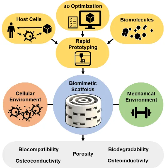 Figure 11. Experimental approach used to develop biomimetic 3D scaffolds. 