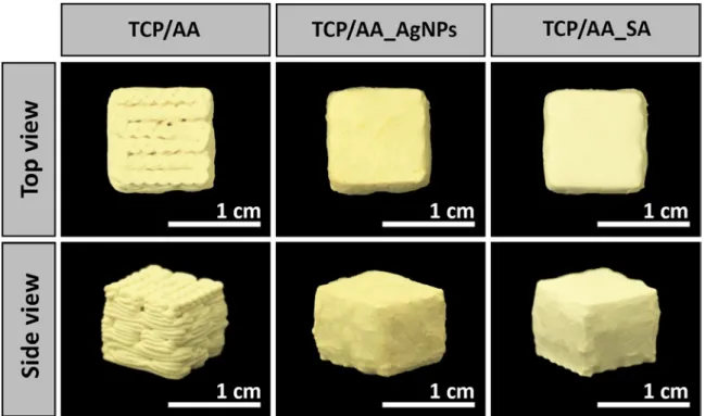 Figure  11. Macroscopic images of uncoated (TCP/AA) and coated (TCP/AA_AgNPs and TCP/AA_SA)  scaffolds