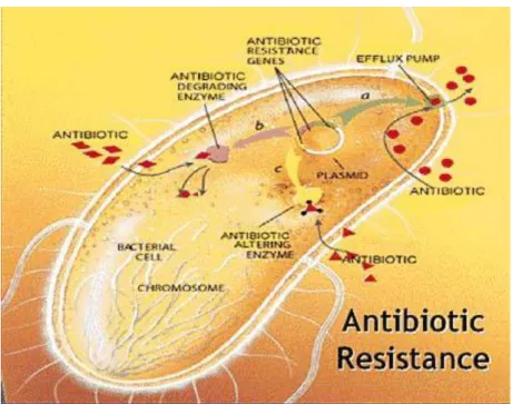 Figura 2.2. Principais mecanismos bacterianos de resistência a antibióticos (imagem obtida  em 