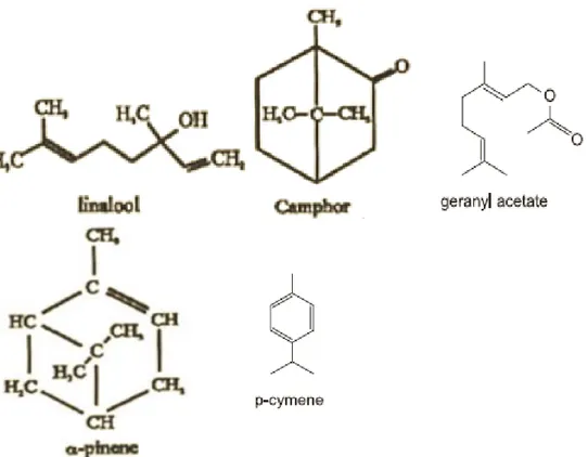 Figura 6.1. Estrutura química do linalool, cânfora, α-pineno, acetato de geranil e p-cimemo  (imagem adaptada de Burt, [1] e Rajeshwari e Andallu, [2]).