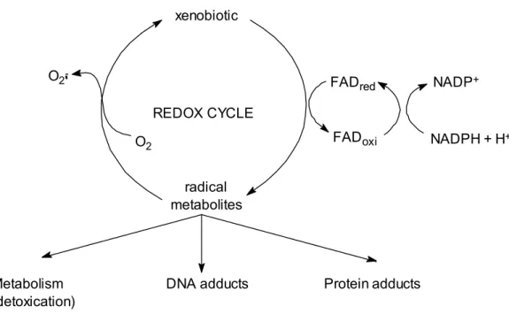 Figure 1.3 –  Redox cycling of xenobiotic compounds. Adapted from Di Giulio et al. (1995)