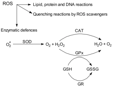 Figure 1.5 –  Scheme of free radical defence mechanisms. Adapted from Di Giulio et al