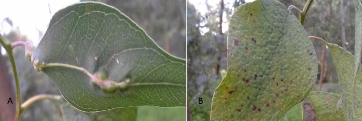 Fig. 2: Galhas em Eucalyptus rudis observadas no Arboreto do Instituto Superior de  Agronomia: A – Leptocybe invasa; B – Ophelimus maskelli 