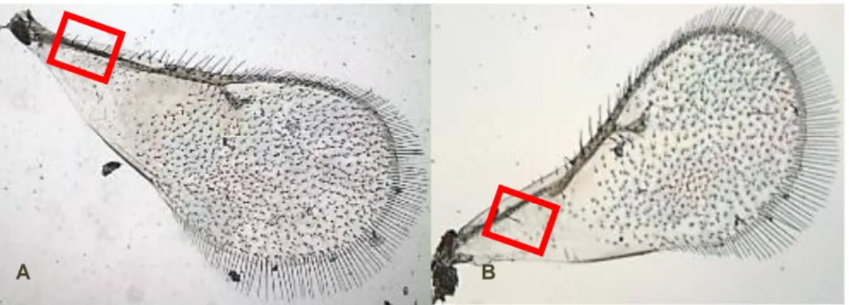 Fig. 6: A - Asa de Ophelimus sp. apresentando quatro pêlos setáceos (Foto: André Garcia); B -  Asa de Ophelimus maskelli, apresentando um pêlo setáceo (Foto: André Garcia)