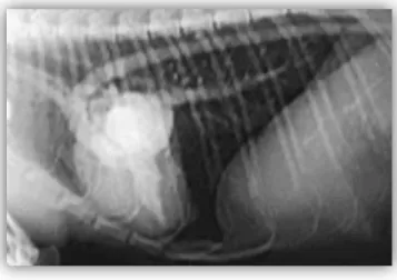 Figura  8  –  Angiograma  de  gato  com  CMH,  evidenciando  hipertrofia  ventricular  esquerda  e  dilatação do átrio esquerdo (http://www.felipedia.org/~(...) /Image:Hcm03.jpg) 