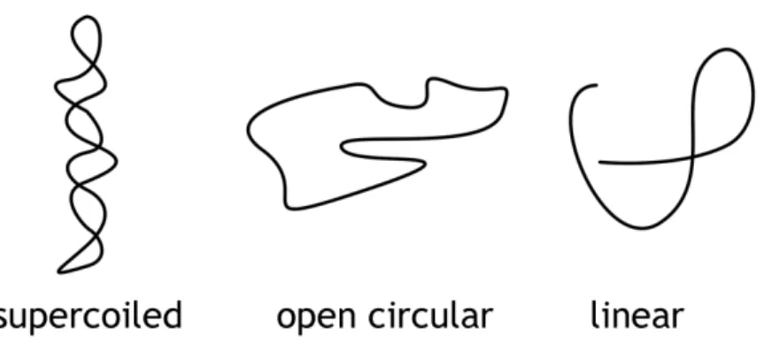Figure 2.3. Different pDNA topologies. 