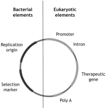 Figure 2.4. Illustration of a typical pDNA vector construct   (based on Prather et al., 2003 and van Gaal et al., 2006)